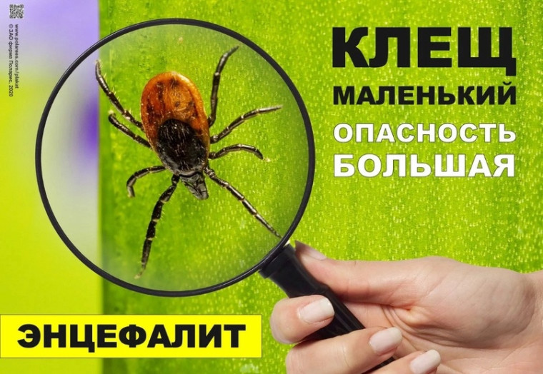 Профилактика клещевого энцефалита.